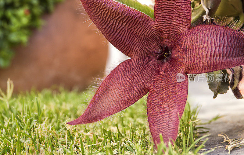 花(Stapelia Gigantea)